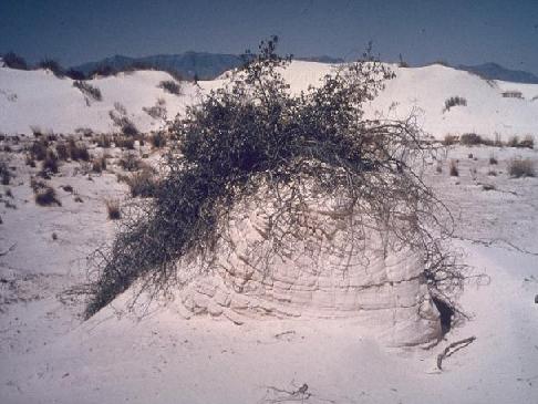 Anchoring effect of vegetation on sand dunes, New Mexico.