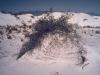 Anchoring effect of vegetation on sand dunes, New Mexico.