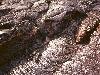 Pahoehoe, showing low viscosity