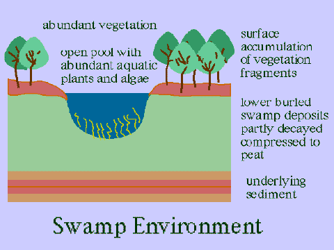 Swamp environment